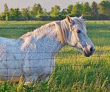 Sunset Horse_10360